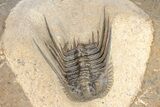 Spiny Leonaspis Trilobite Morocco #208942-1